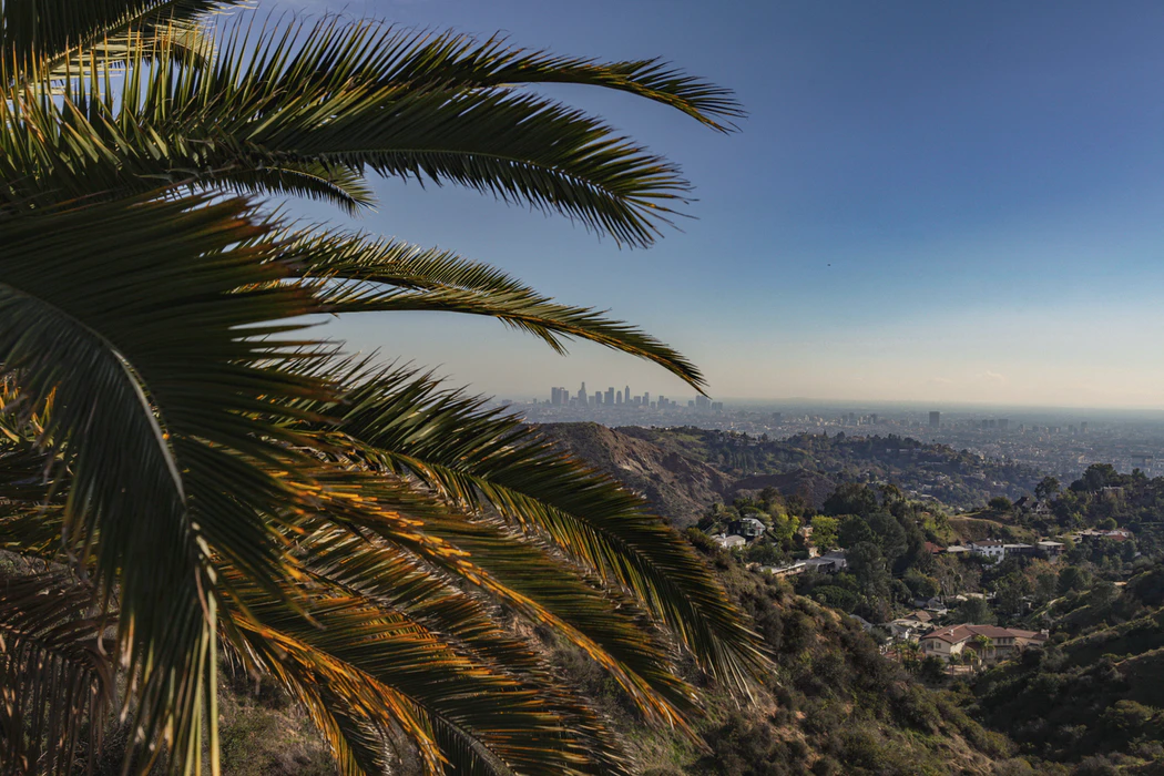 Palm trees overlooking Los Angeles