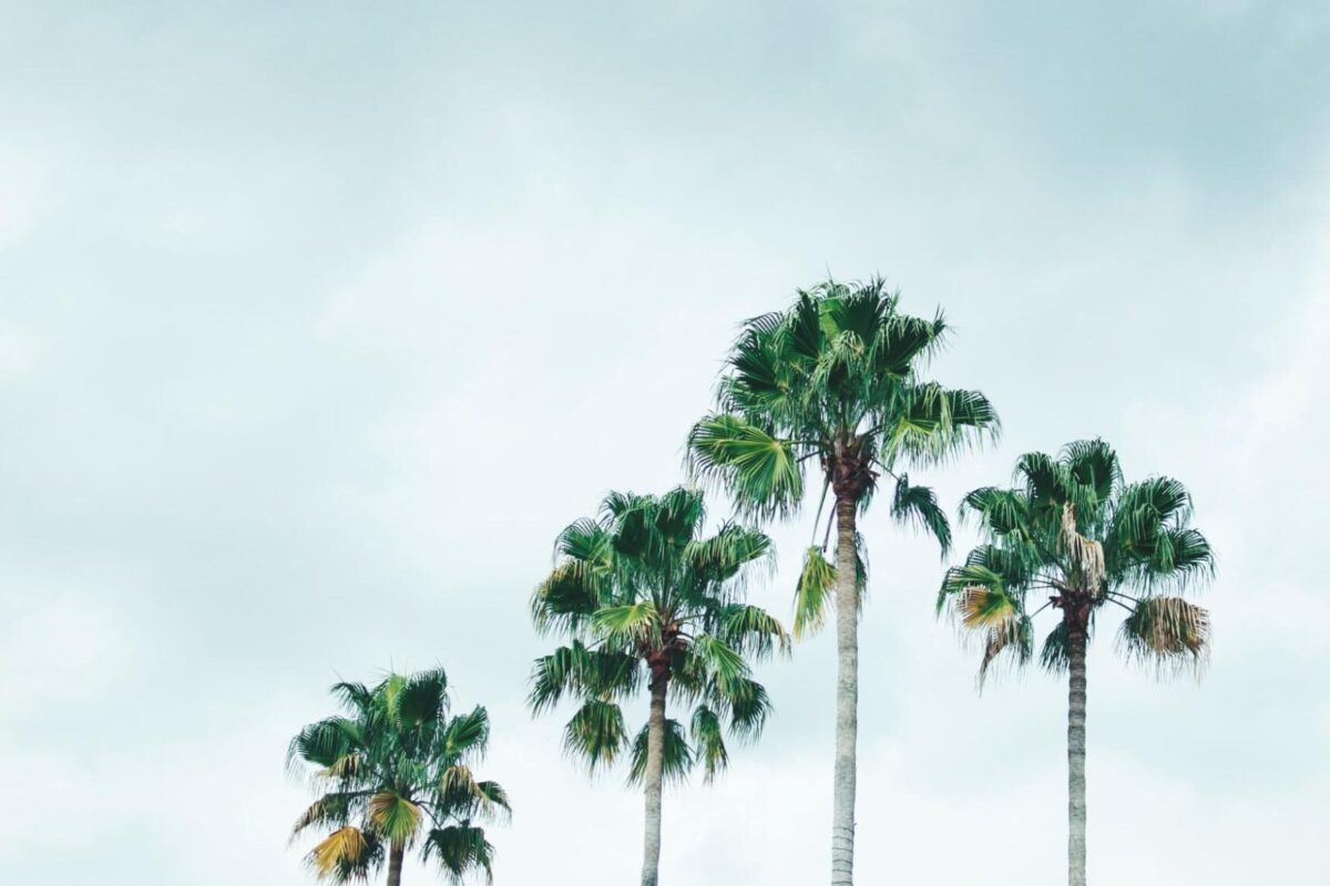 Palm trees in Orlando, Florida