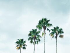 Palm trees in Orlando, Florida