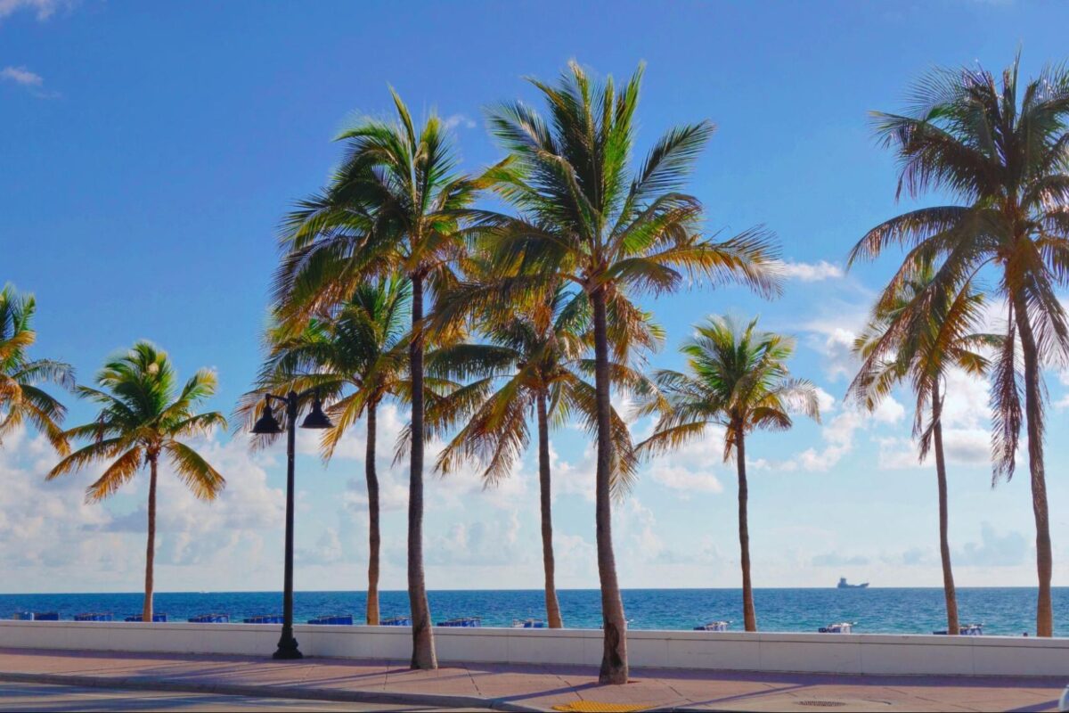 Palm trees in Fort Lauderdale, Florida