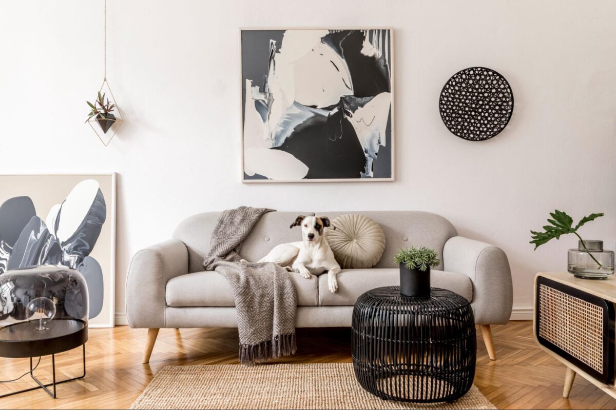 Dog sitting on a sofa in an apartment