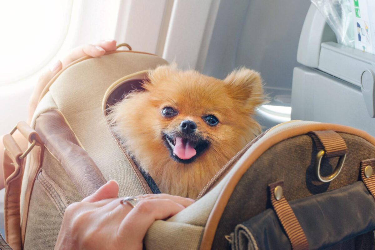 Pomarianian dog being transported in a carrying crate on a plane.