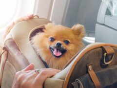 Pomarianian dog being transported in a carrying crate on a plane.