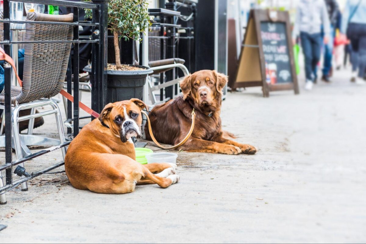Two dogs sitting outside a dog friendly restaurant in Austin, Texas.