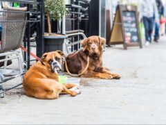 Two dogs sitting outside a dog friendly restaurant in Austin, Texas.