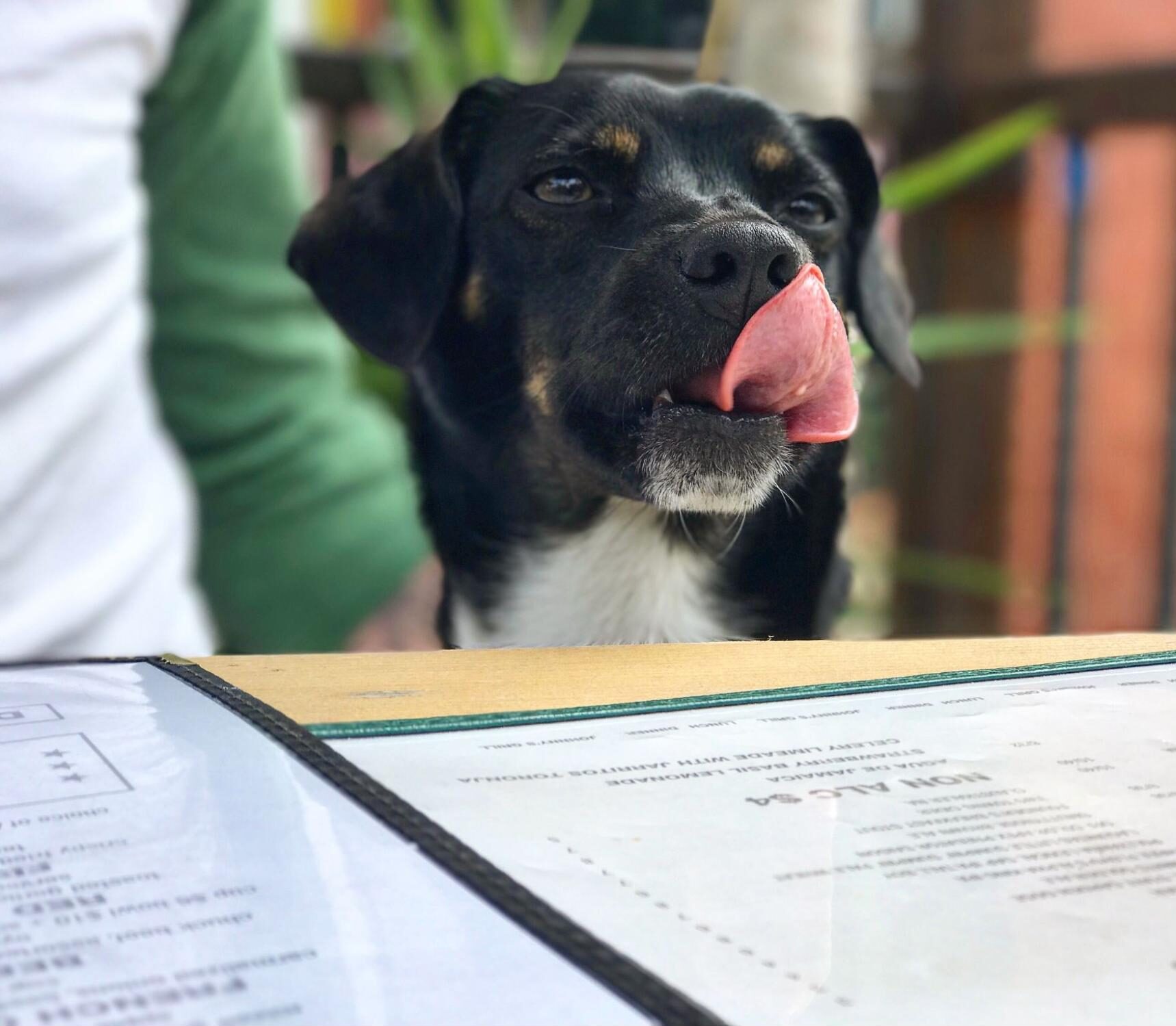 Dog licking his lips at a dog-friendly restaurant in Dallas, Texas