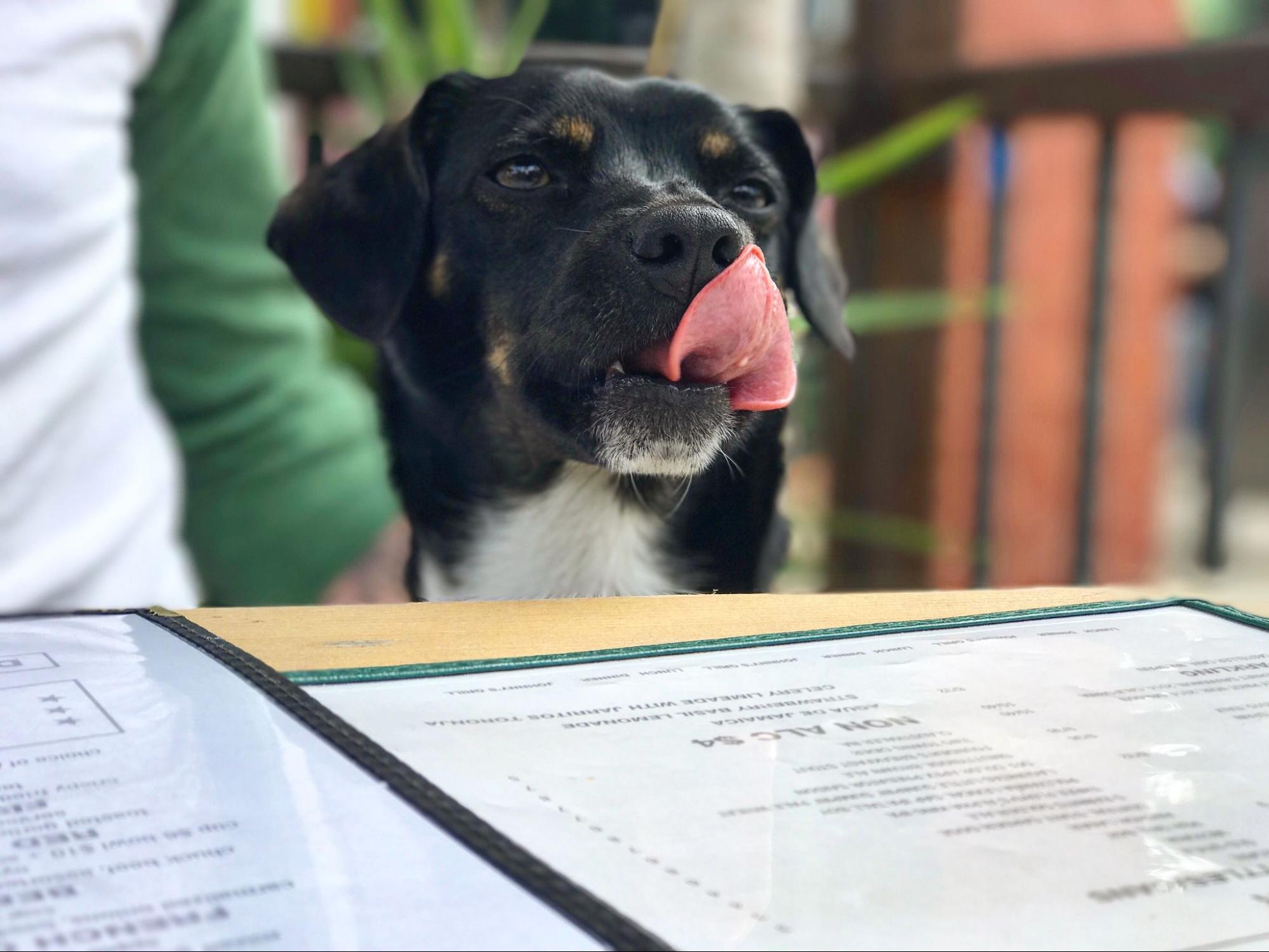 Dog licking his lips at a dog-friendly restaurant in Dallas, Texas