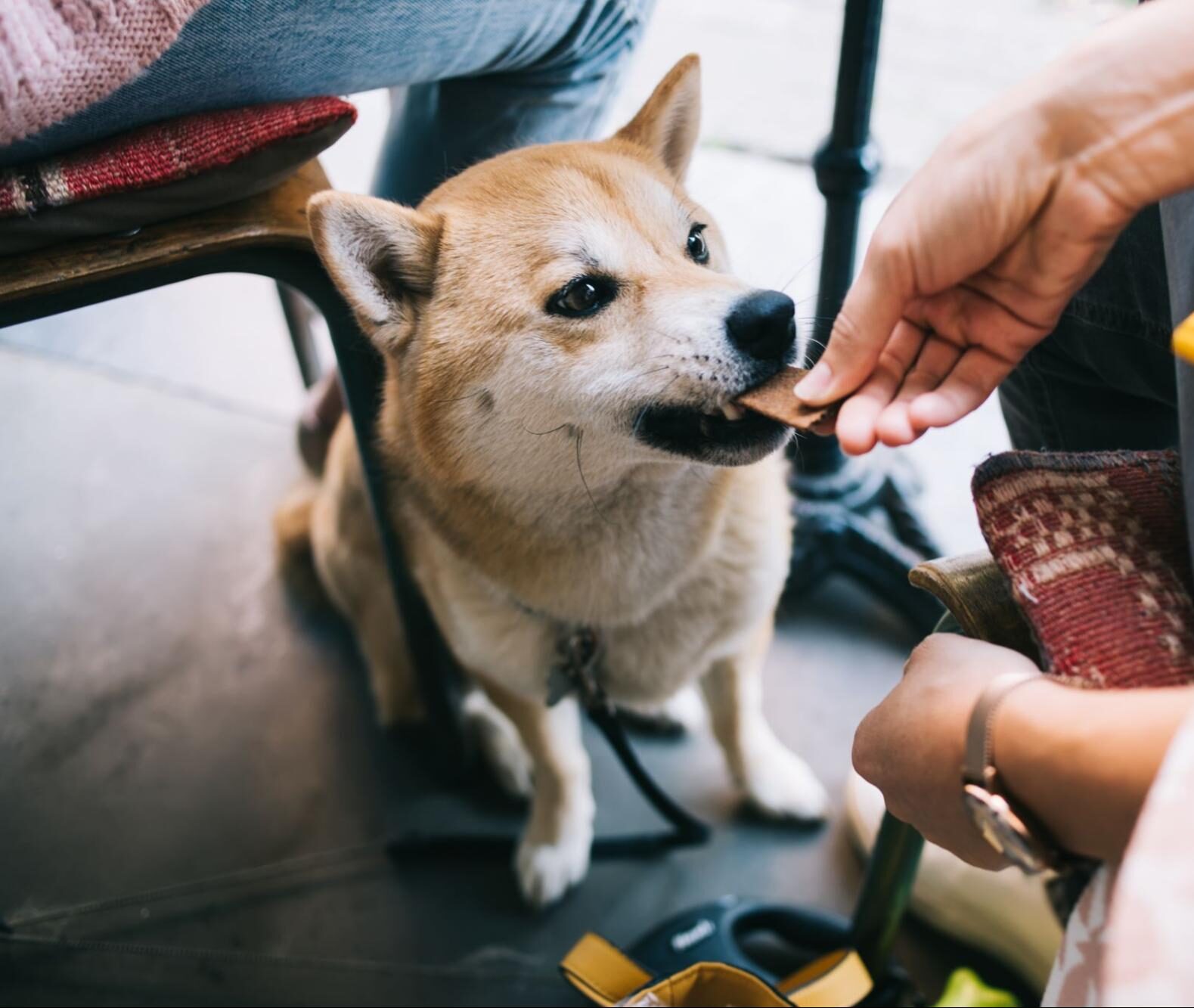 A woman feeding her dog at a dog-friendly restaurant in Nashville.