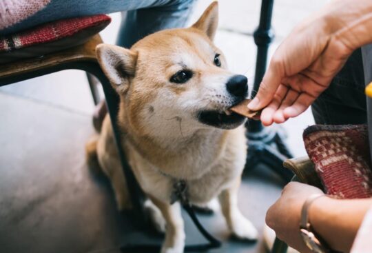A woman feeding her dog at a dog-friendly restaurant in Nashville.