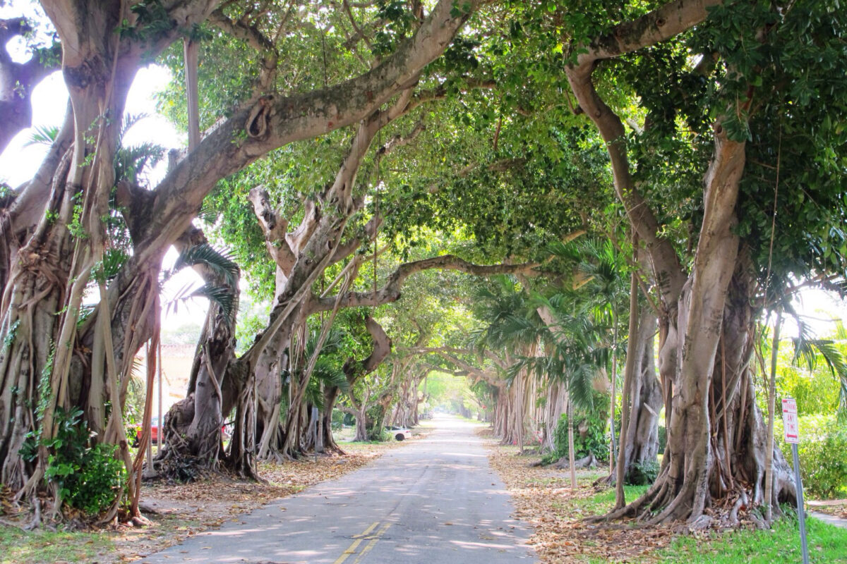 A street in Coral Gables, Florida