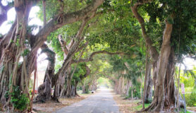 A street in Coral Gables, Florida