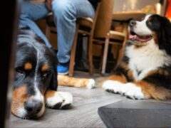 Two dogs sit under the table at a dog-friendly restaurant in Charlotte