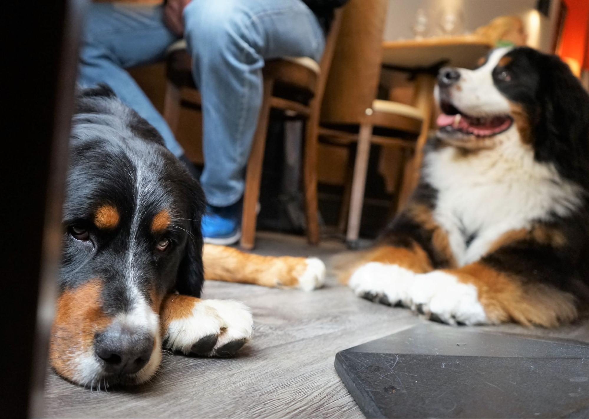 Two dogs sit under the table at a dog-friendly restaurant in Charlotte
