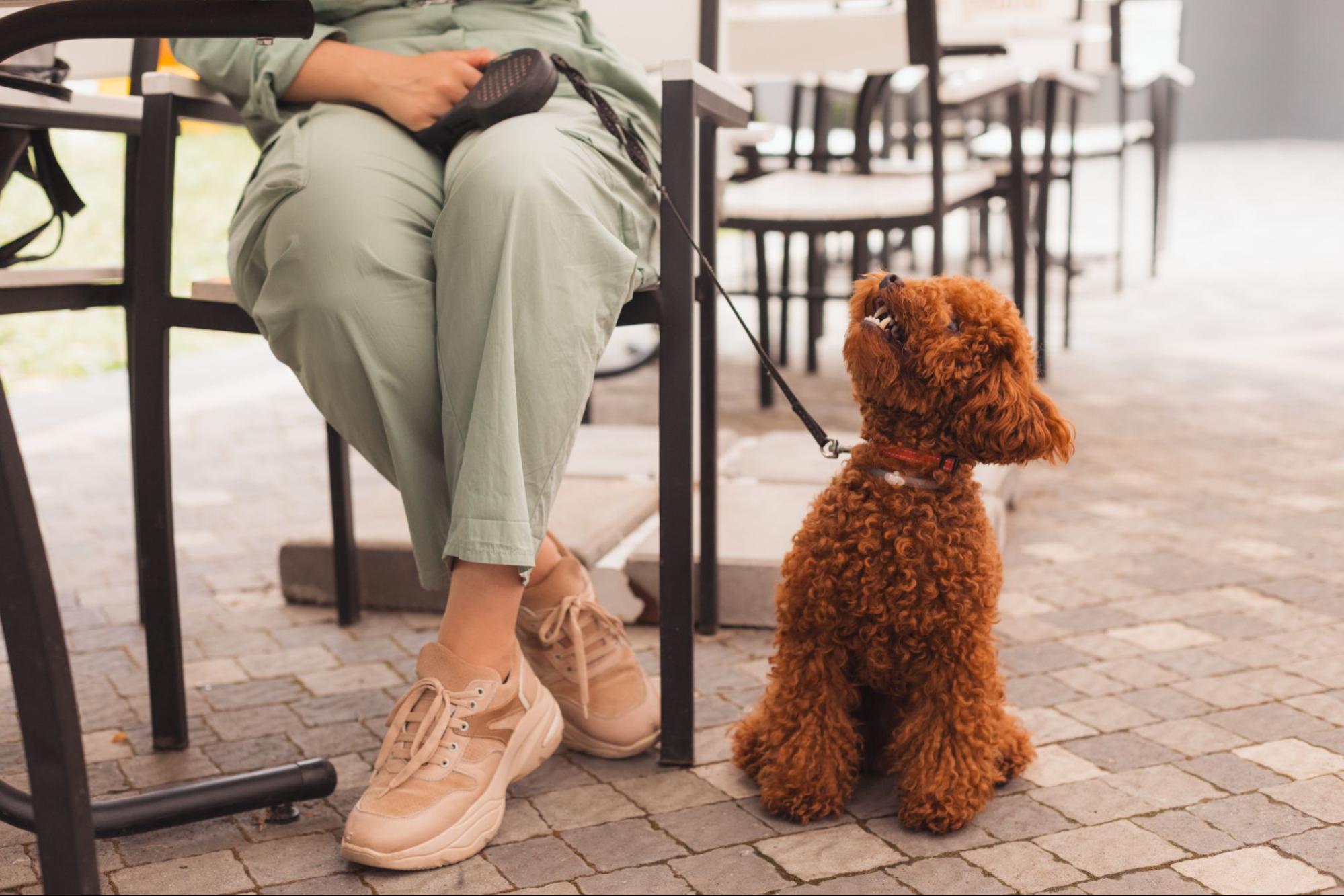 Best Dog-Friendly Places in Chicago