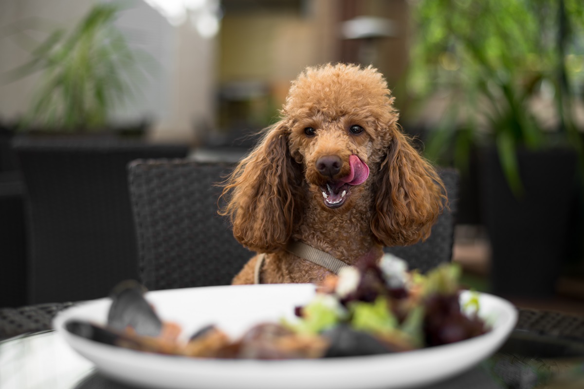 Dog sits at a table at a dog-friendly restaurant in Chicago