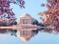 The bright pink cherry blossoms frame the Jefferson Memorial and Tidal Basin in Washington, D.C.