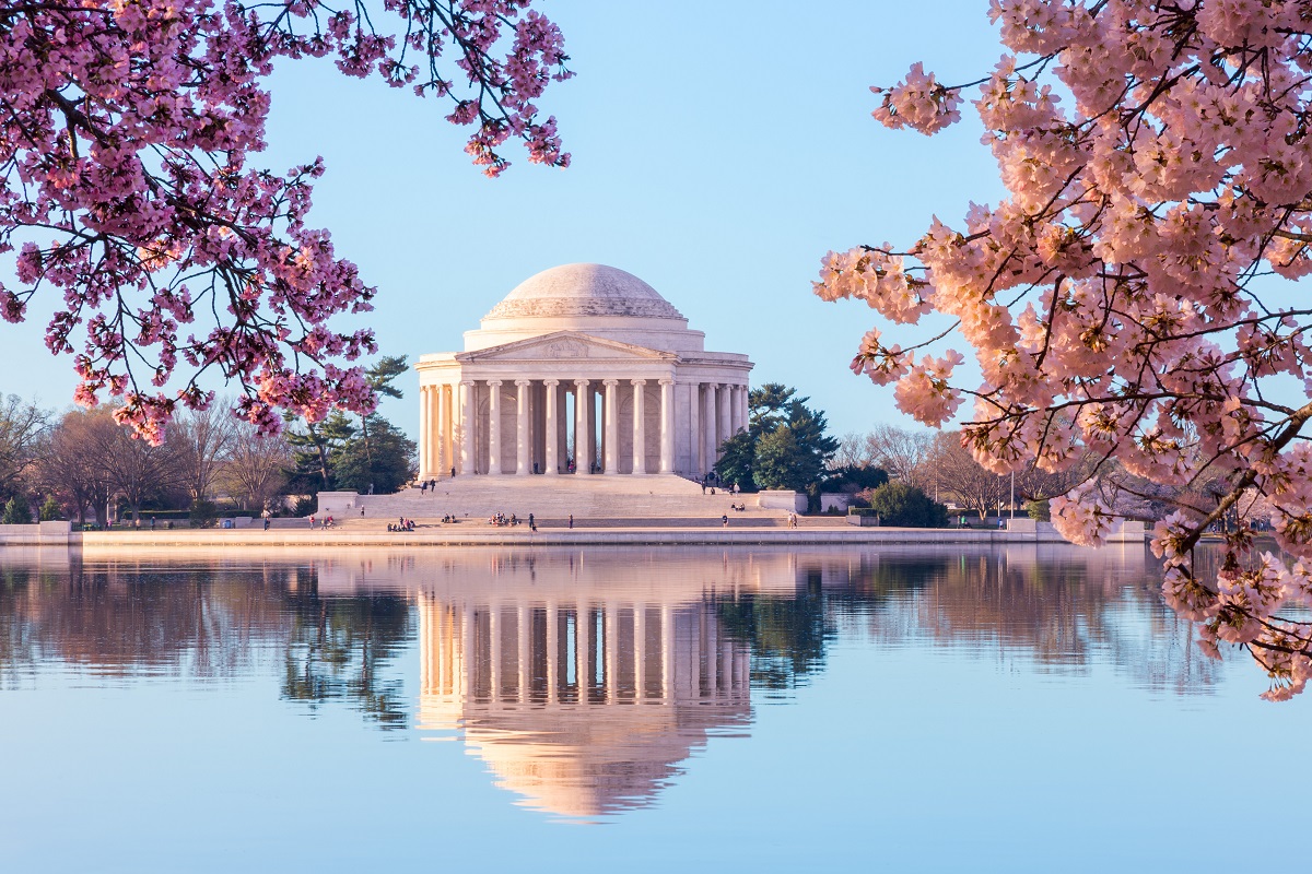 The bright pink cherry blossoms frame the Jefferson Memorial and Tidal Basin in Washington, D.C.