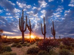 Arizona desert landscape with Saguaro cactus at sunset, near Tucson.
