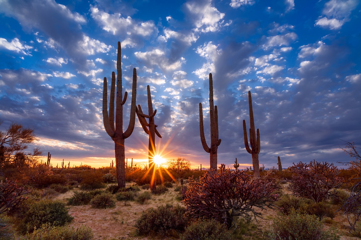 Arizona desert landscape with Saguaro cactus at sunset, near Tucson.