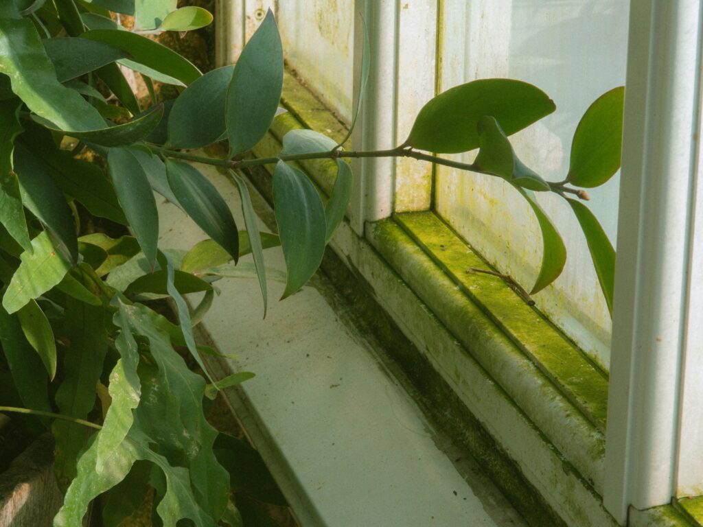 mold in an apartment