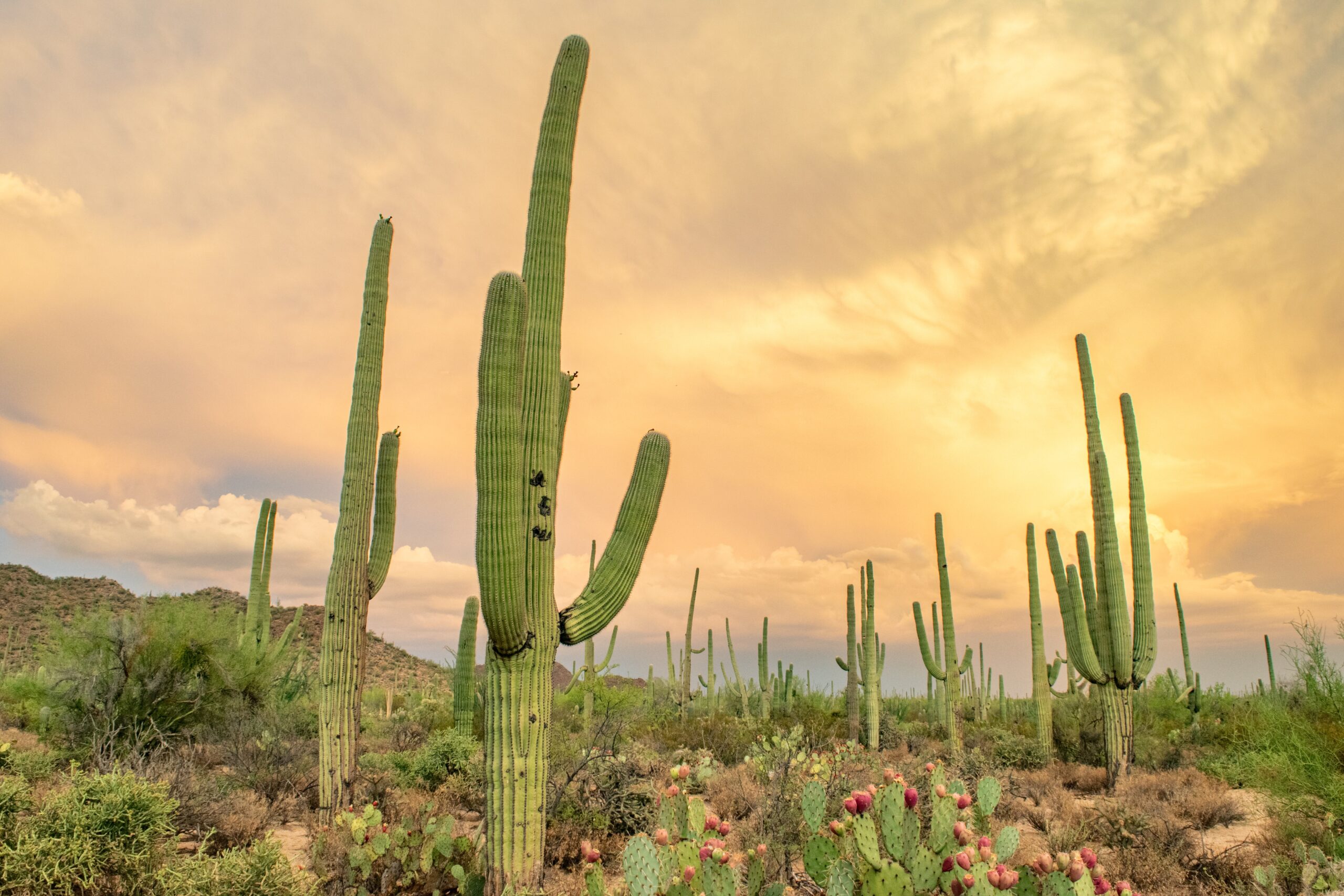 Cactus in Tucson, Arizona