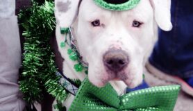 Dog wears a costume for St. Patrick's Day at a St. Patrick's Day parade