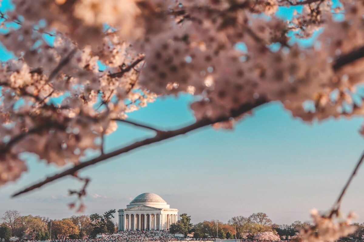 View of the cherry blossoms in spring in Washington, D.C.