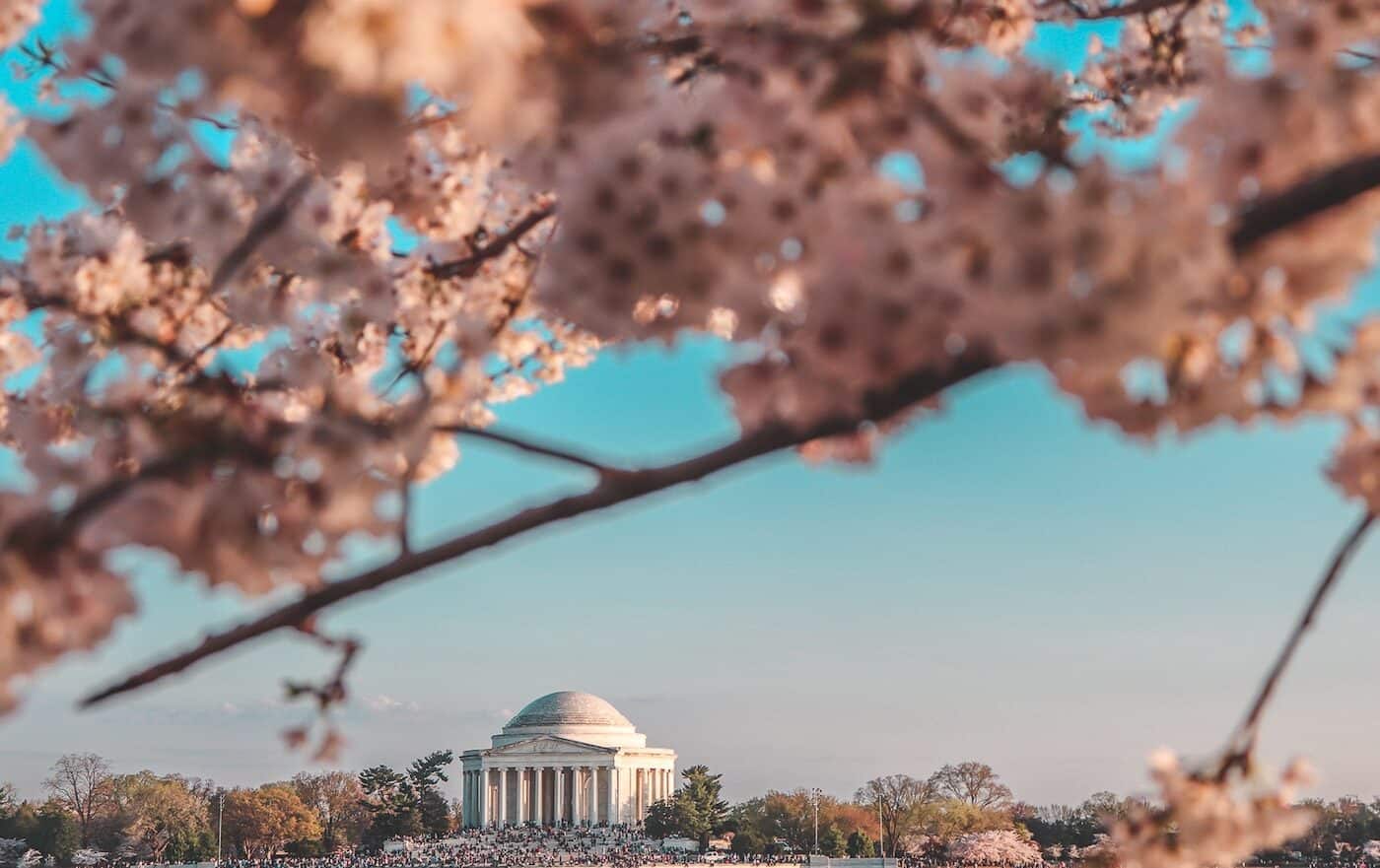 View of the cherry blossoms in spring in Washington, D.C.