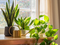 A snake plant is one of the best indoor plants for apartments.