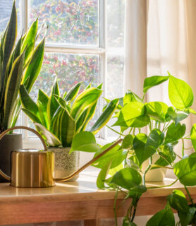 A snake plant is one of the best indoor plants for apartments.