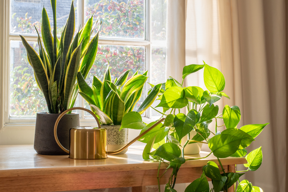 The 8 Best Indoor Plants for Apartments