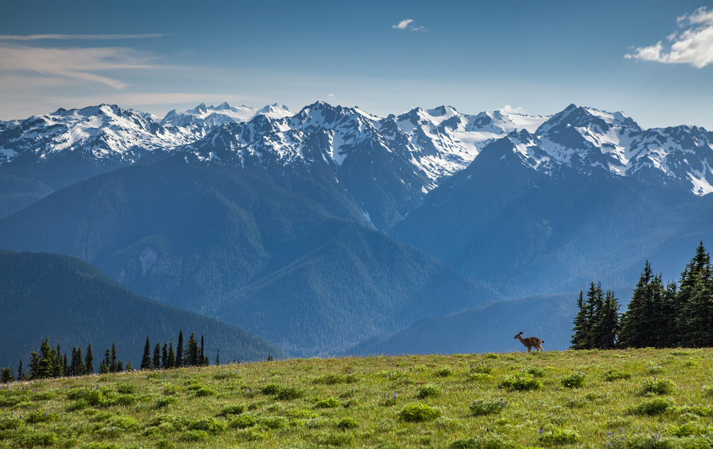 Blacktail deer at Hurricane Ridge with Olympic Mountains in the distance.