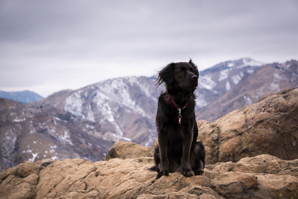 A dog taking in the view in the rocky mountains, outside of Denver, Colorado.