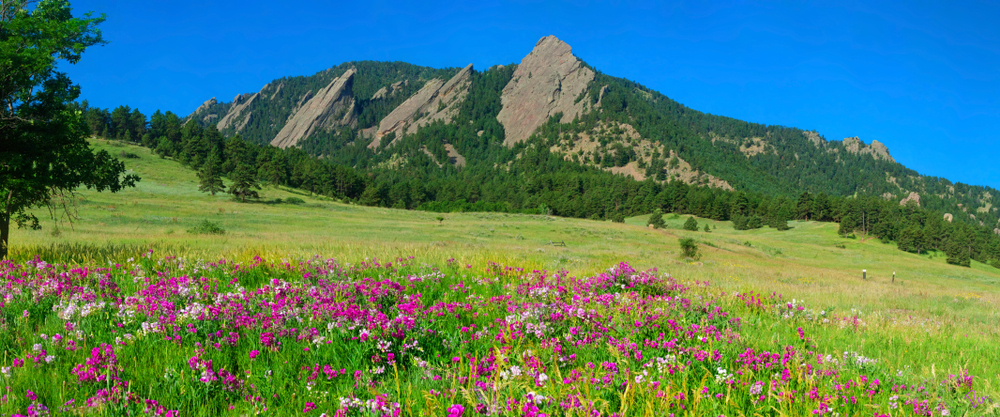 Boulder Colorado Iconic Flatirons with Foreground of Sweet Pea Blossoms