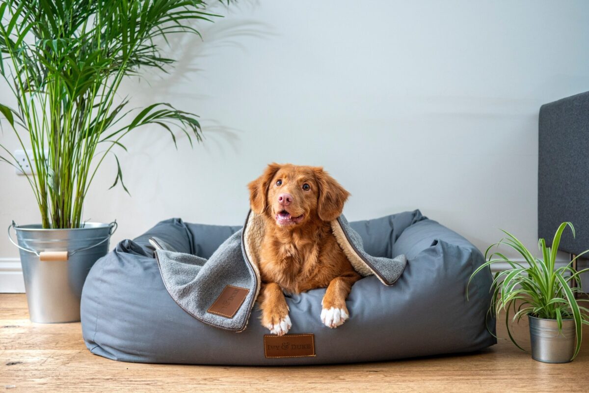 A dog lies on a bed in an apartment surrounded by pet-friendly plants.