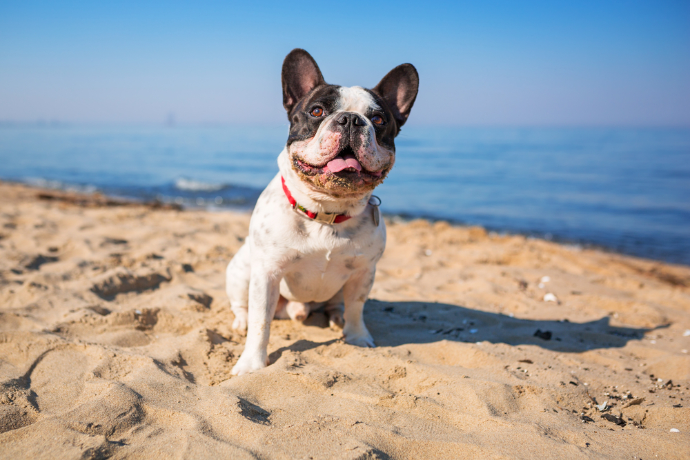 The Top 8 Pet-Friendly Beaches Miami Offers