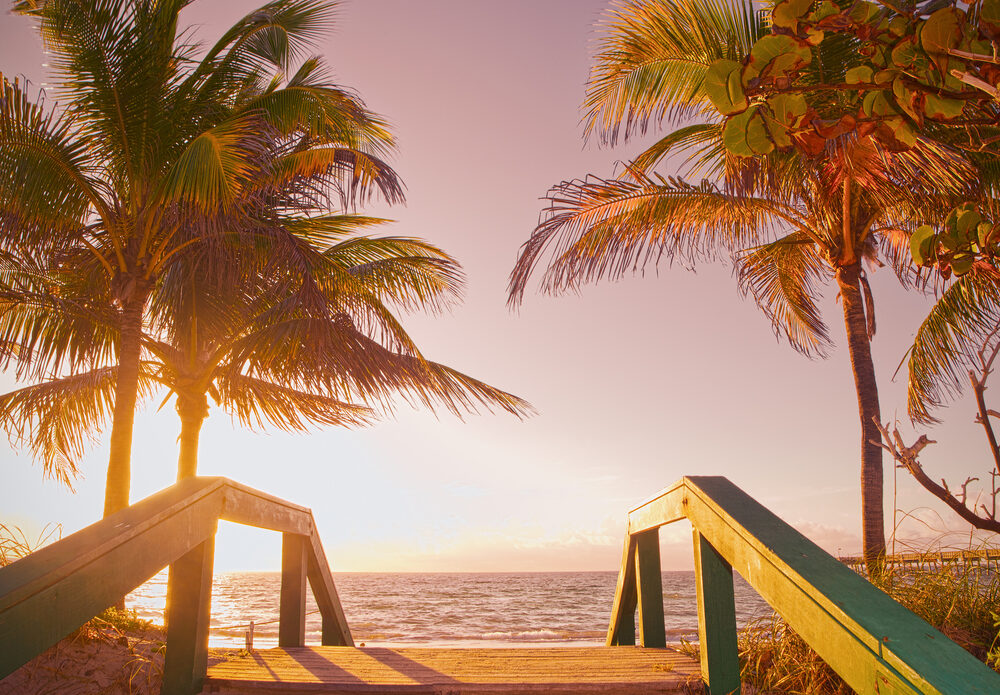 Palms at Miami Beach, Florida Stock Photo - Image of palms, summer