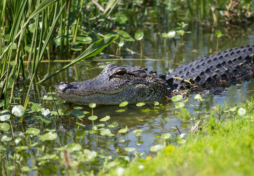American Alligator in Florida Wetland