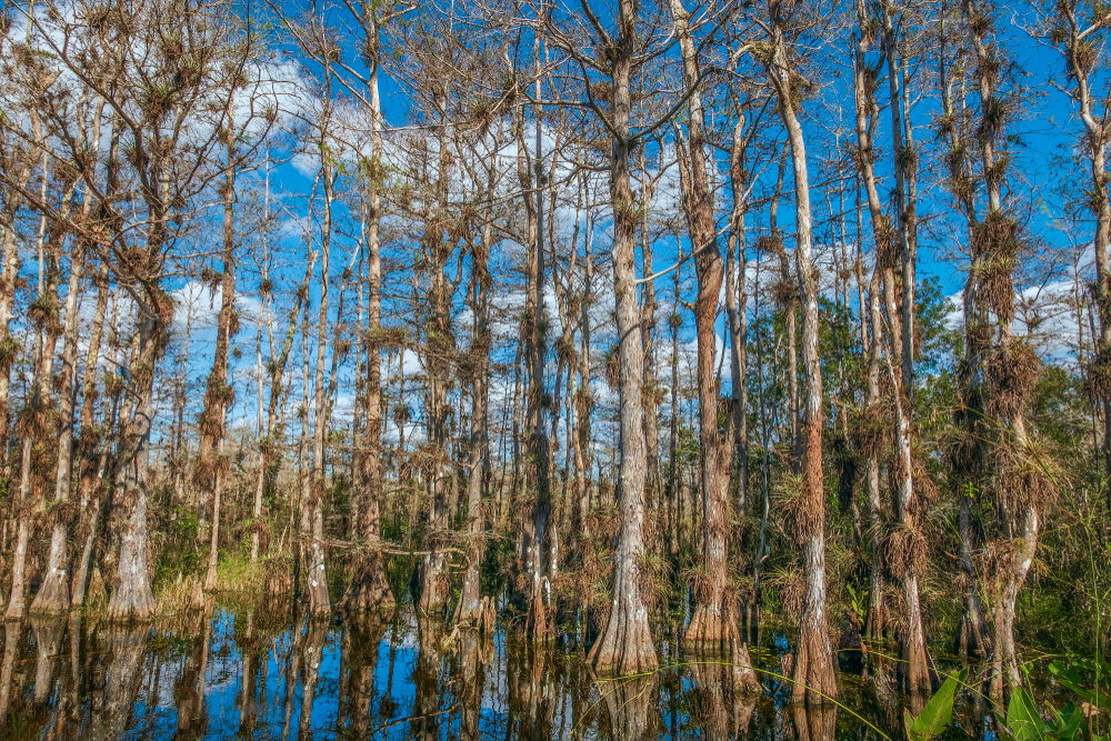 Big Cypress National Preserve. Tamiami Trail. South Florida. USA