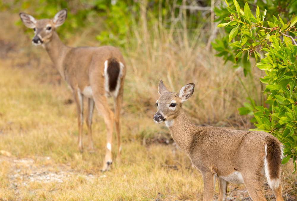 Endangered and rare Key deer fawn in woods in Big Pine Key on Florida Keys