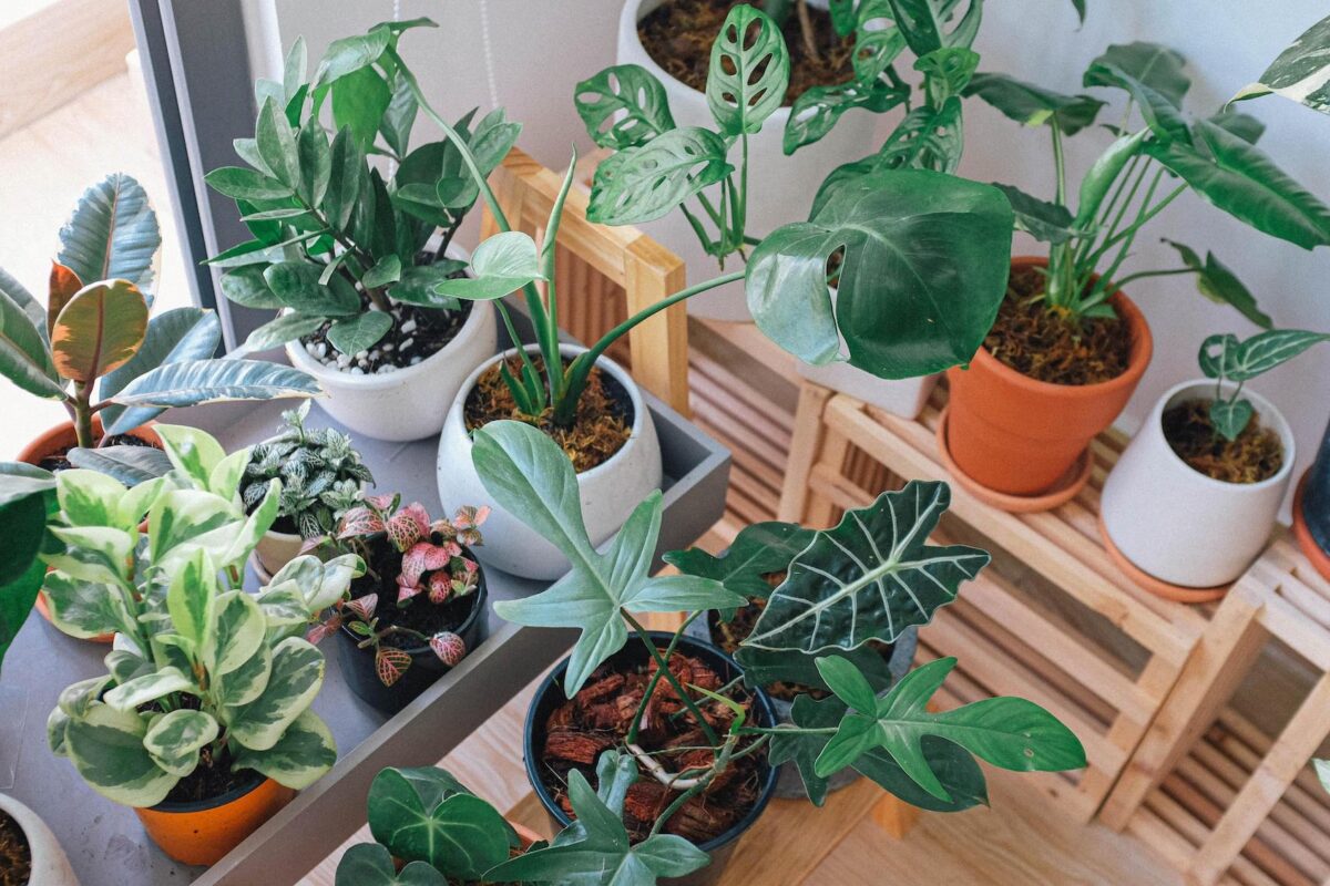 Garden indoors with these apartment-friendly houseplants.
