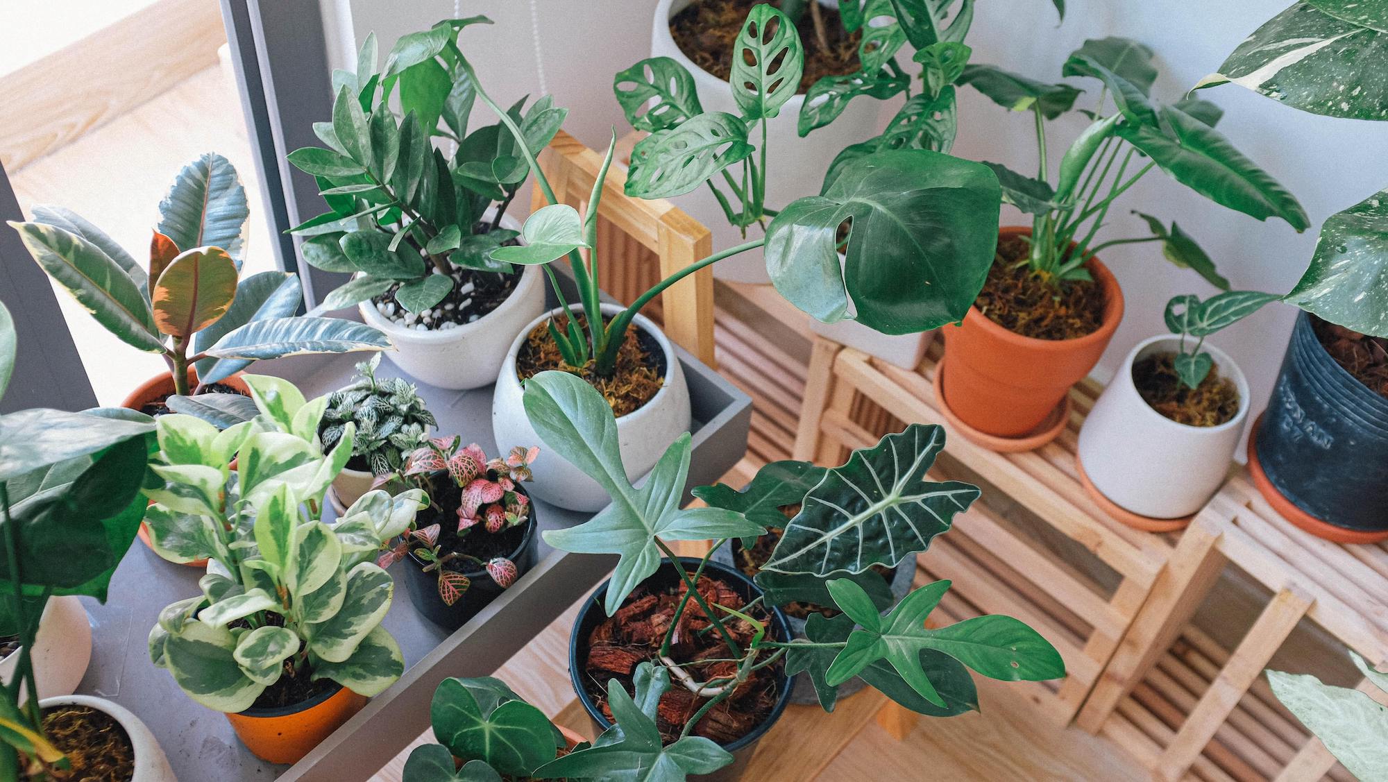 How to Have an Indoor Garden in Your Apartment