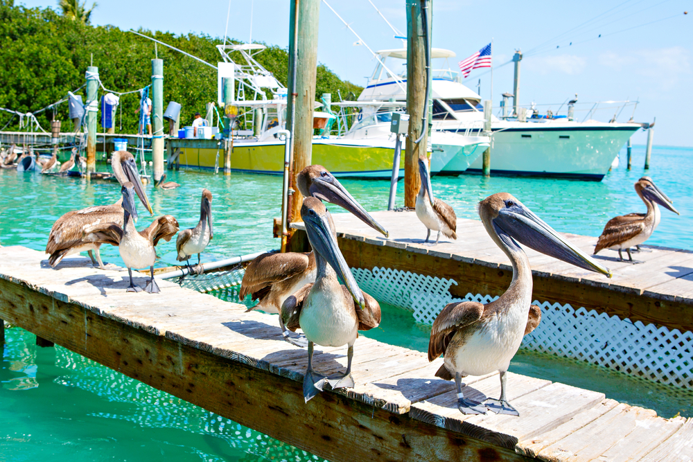 Big brown pelicans in port of Islamorada, Florida Keys. Waiting for fish at Robbie