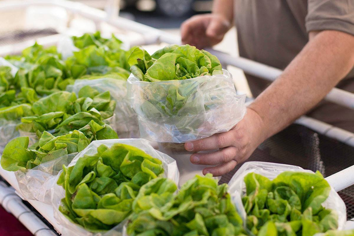 Local lettuce at the Sunset Valley Farmers' Market, one of the best farmers' markets in Austin.