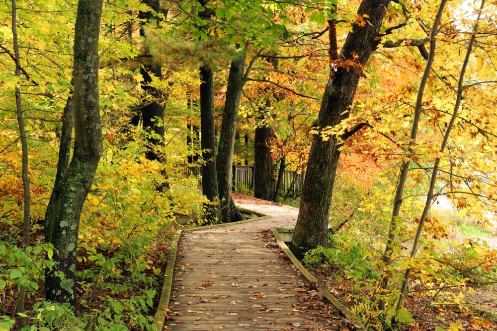 Wisconsin ice age nature background. Scenic landscape with wooden boardwalk and hiking trail through colorful trees along lake. DevilÕs Lake State Park, Baraboo area, Wisconsin, Midwest USA.