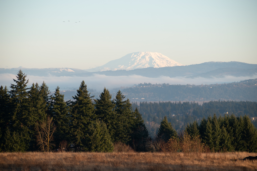 A beautiful view of Mt St Helens surrounded by pines in Powell Butte Nature Park in Portland, Oregon.