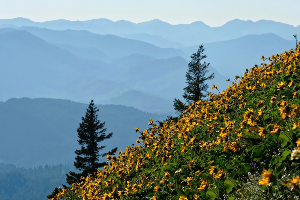 Arnica flowers in meadows in Oregon. Sunflowers or arrowleaf balsamroot on hills with mountains in the background. Dog Mountain in Columbia River Gorge. Washington. Seattle. United States of America.