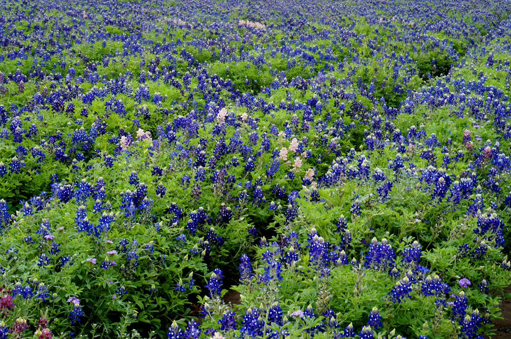 Bluebonnets at Lady Bird Johnson Wildflower Center near Austin