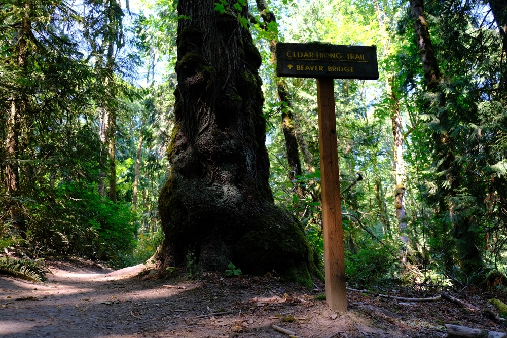 Cedar Hiking Trail - Tryon Creek State Natural Area