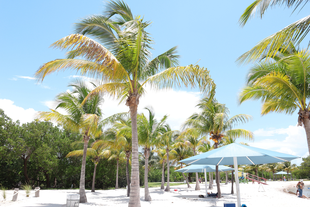 Palm trees in Homestead Bayfront Park Palm trees in Homestead Bayfront Park